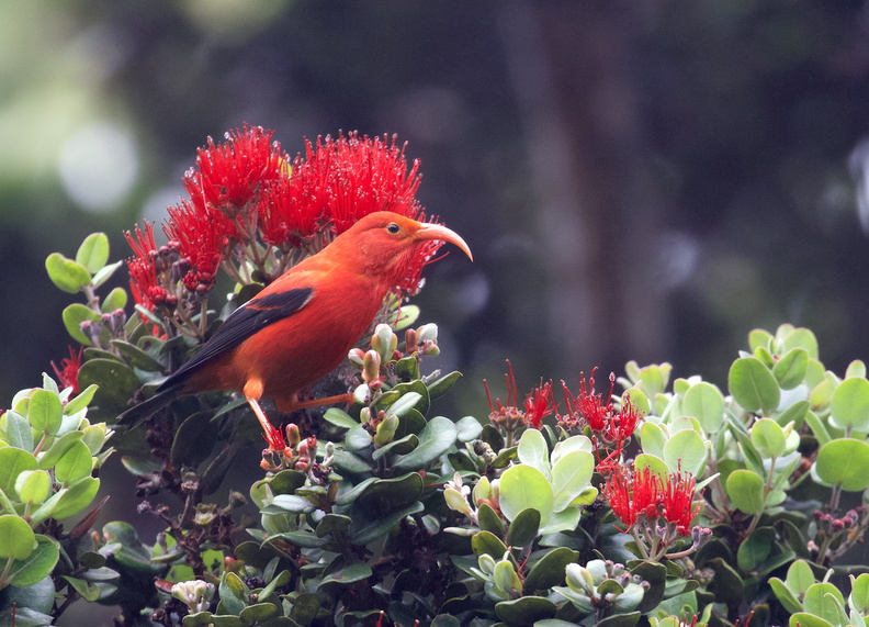 ‘I‘iwi (Drepanis coccinea) AKA Scarlet Honeycreeper, Hakalau National Wildlife Refuge, Hawaii, USA